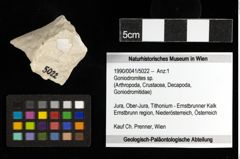 Foto (Objekt + Etiketten) von Goniodromites sp. 